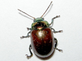 Chrysolina polita